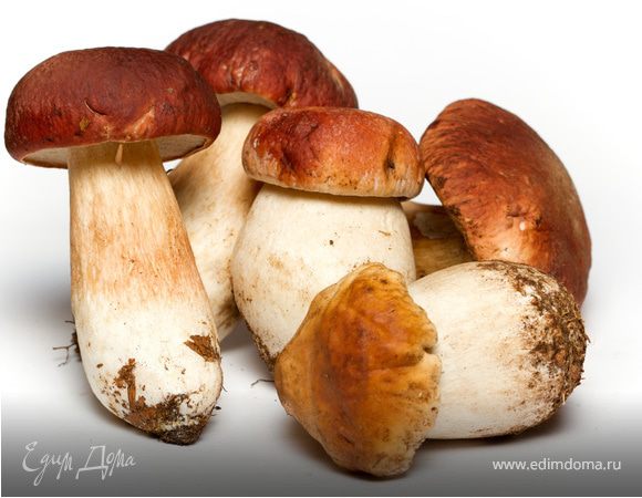 Белый гриб (72 фото)