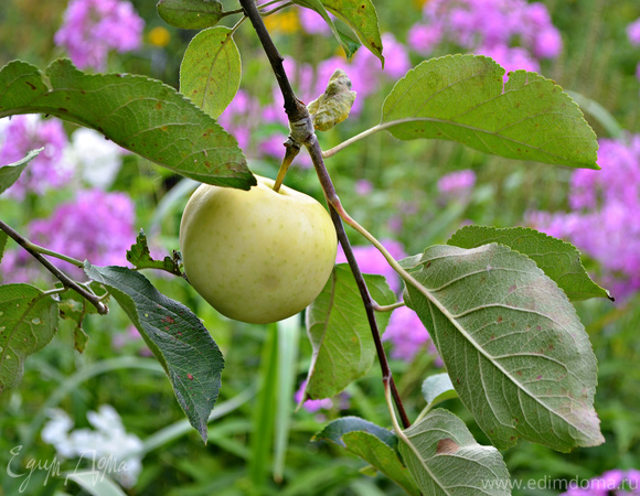 Яблоки, фаршированные карамелизированной сливой