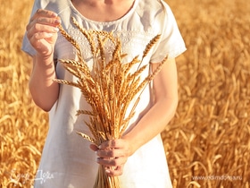 Удивительная пшеница: обзор круп
