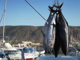 Импорт рыбы в Россию сокращается: рыболовы предупреждают о сложностях с замещением атлантического лосося и тунца
