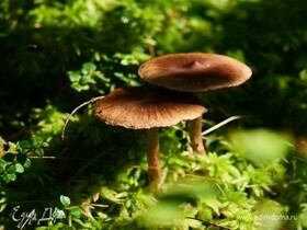 Сегодня Тит Листопадник: по народным традициям нужно есть грибы