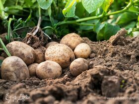 Ученые нашли антибиотик широкого спектра действия в обычном картофеле