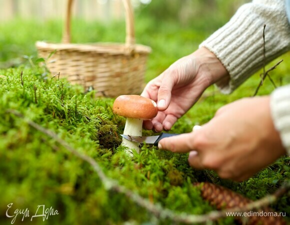 «Активно лезут белые грибы»: когда в России закончится грибной сезон