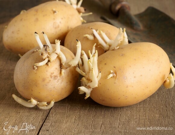 Можно ли есть проросший картофель: ответила гастроэнтеролог