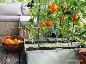 Огород в домашних условиях: что посадить на окне и балконе?
