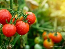 Как вырастить томаты без рассады — вот способ, благодаря которому плоды появятся уже в июне