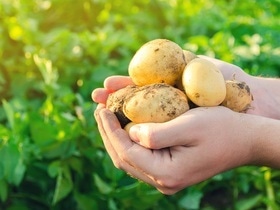 "Все остались довольны": как вкусно приготовить молодую картошку