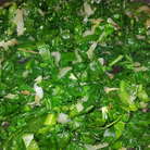 Лук нарезать на четверть кольца, чеснок мелко порубить и обжарить их вместе на оливковом масле до мягкости. Затем добавить шпинат и тушить на медленном огне до мягкости шпината.