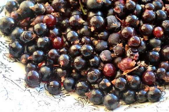 Перебираем черную смородину, освобождая ягоды от веточек и листочков.